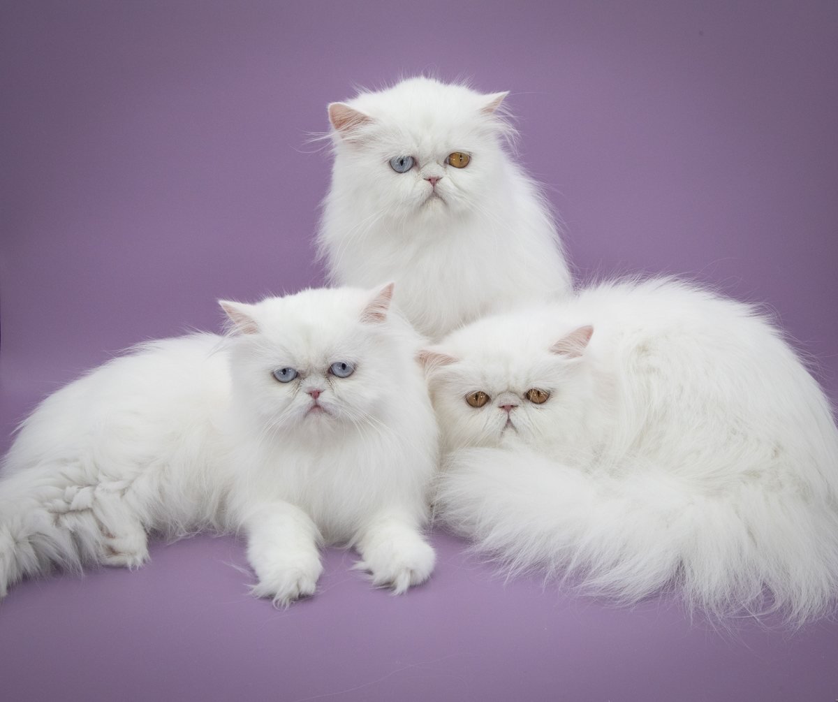 Alaskan white Persian girls together at the East Sussex 2026 Three white Persian cats sitting together on a lilac background, one blue-eyed, one orange-eyed and one odd-eyed